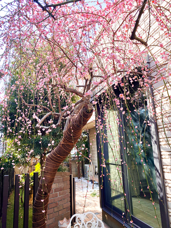 梅の花